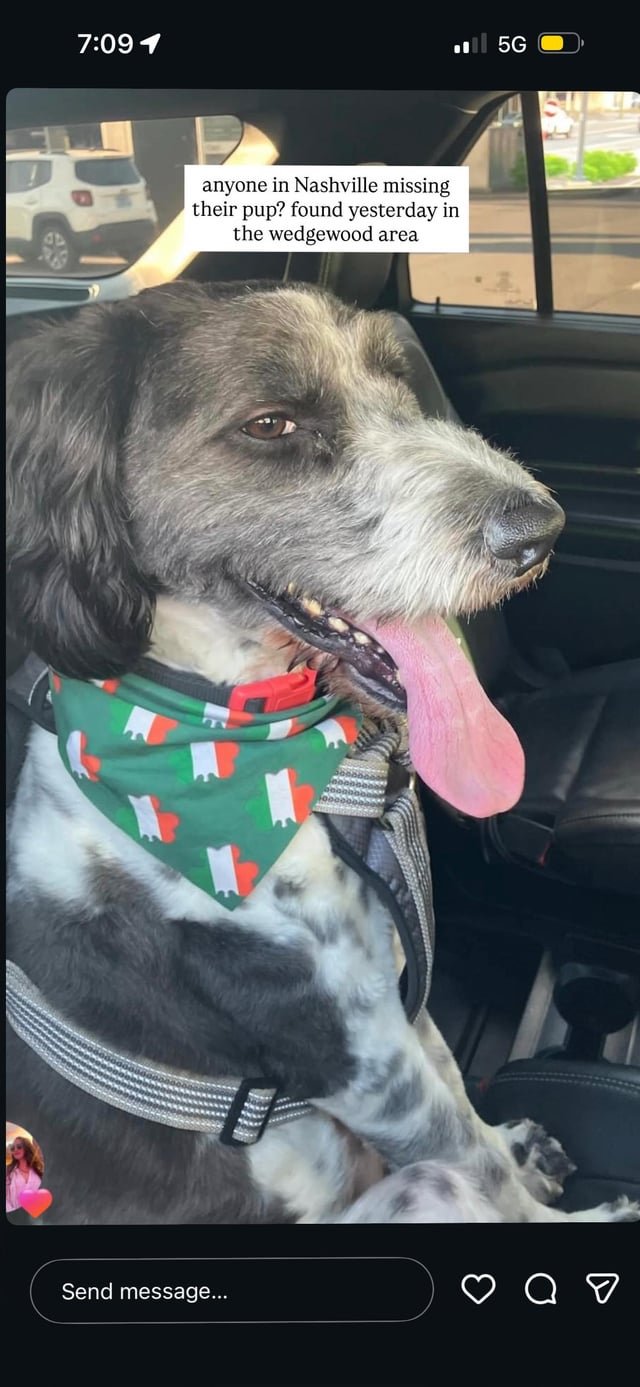 found dog in Nashville, Tennessee