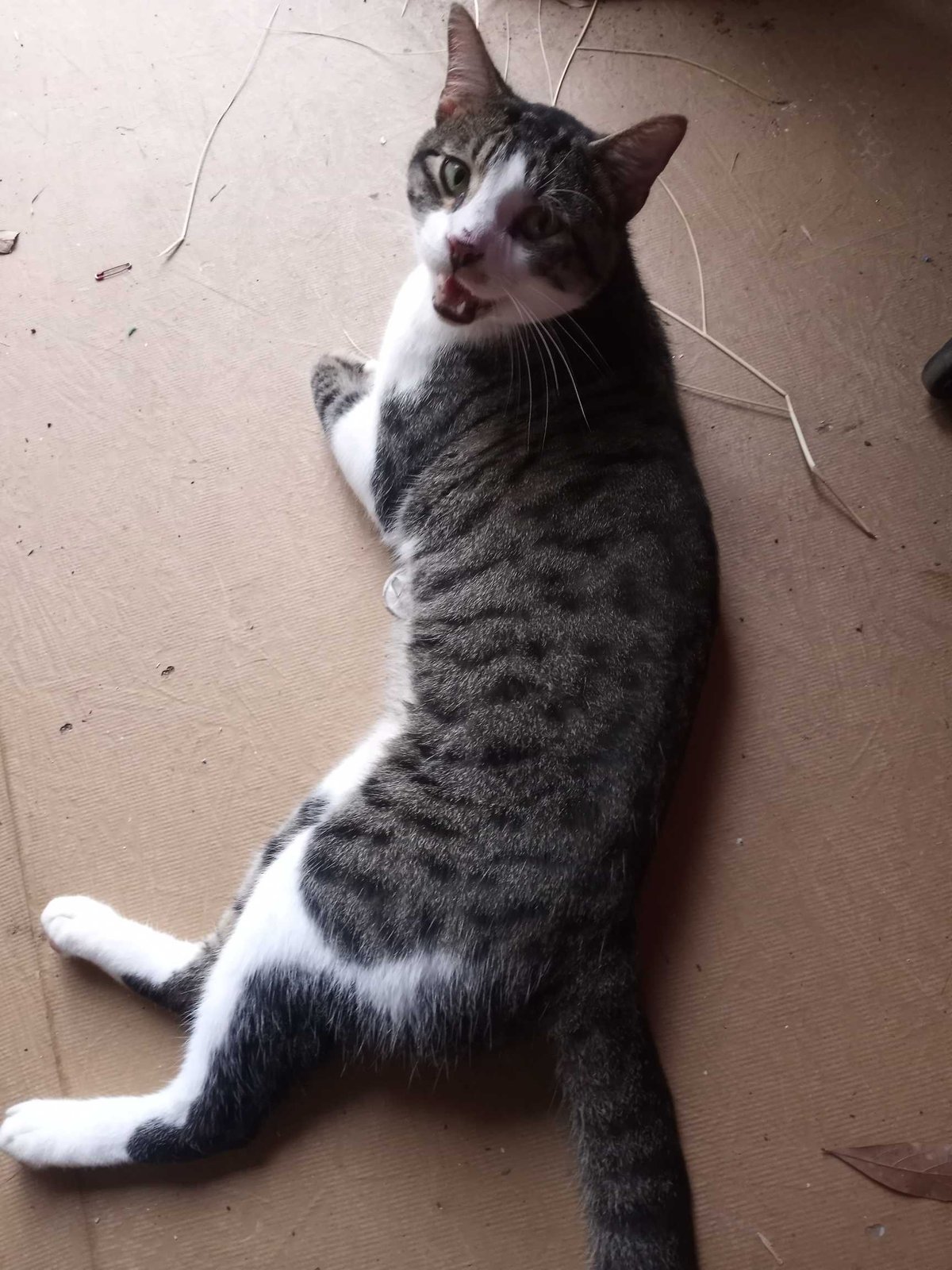 Found Cat in Vidor — listing photo