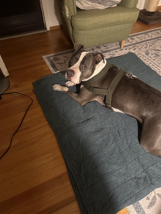 found dog in San Diego, California