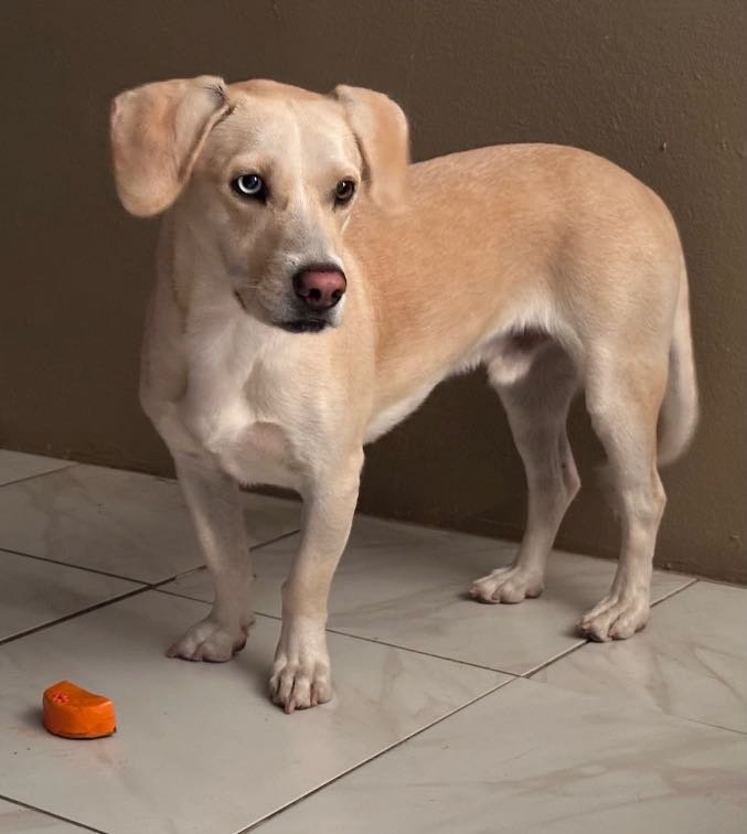 Lost Dog in Phoenix, Arizona — listing photo