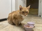 lost cat in Kansas City, Missouri