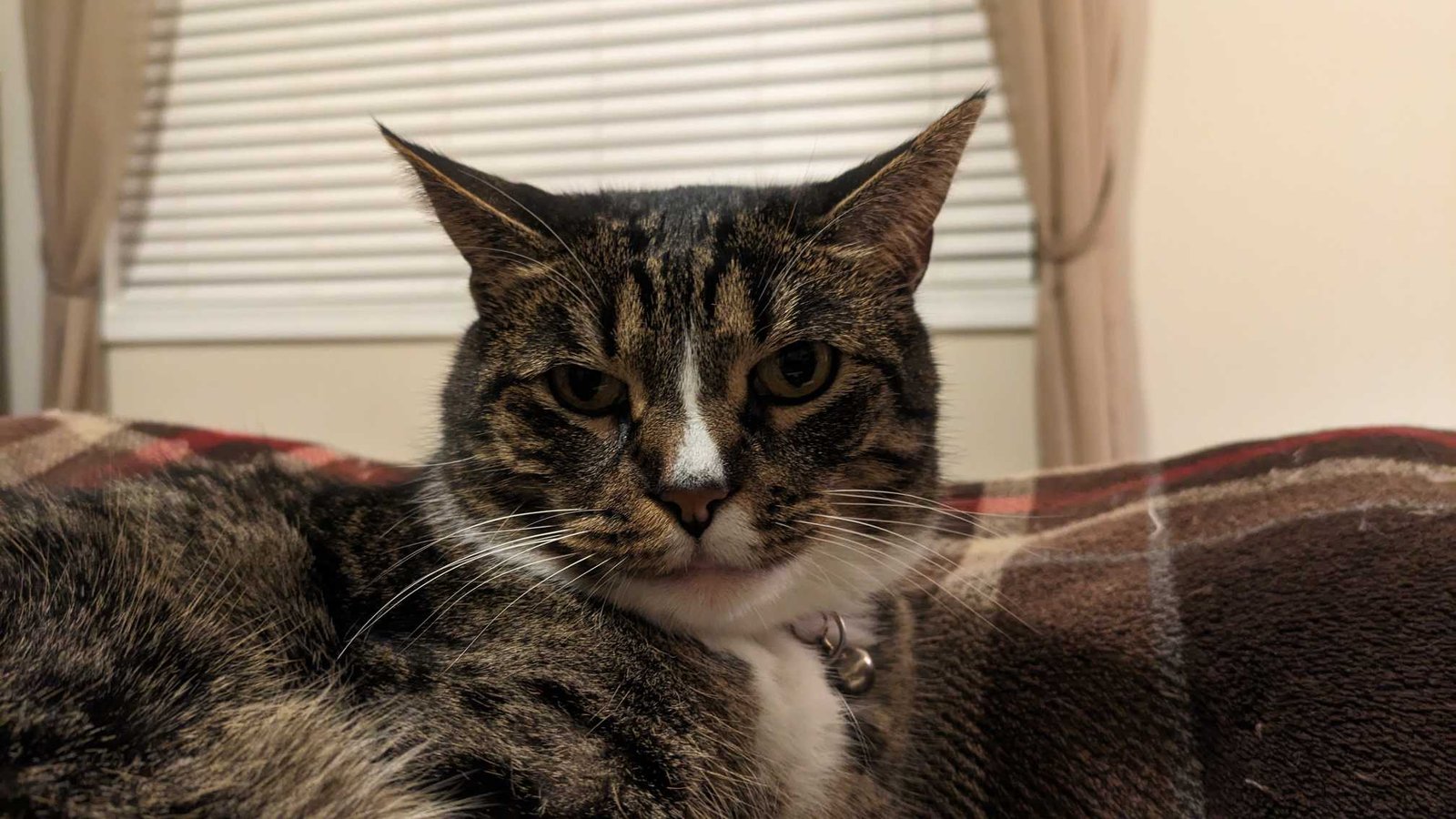 Lost Cat in Newberg — listing photo