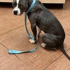 found dog in K