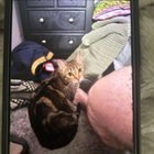 lost cat in Reno, Nevada