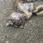 Pet alert in Tampa, Florida — Kitty with heartworm needs a home