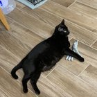 Found Cat in Mesa, Arizona — Looking to Re-home 6 year old Cat
