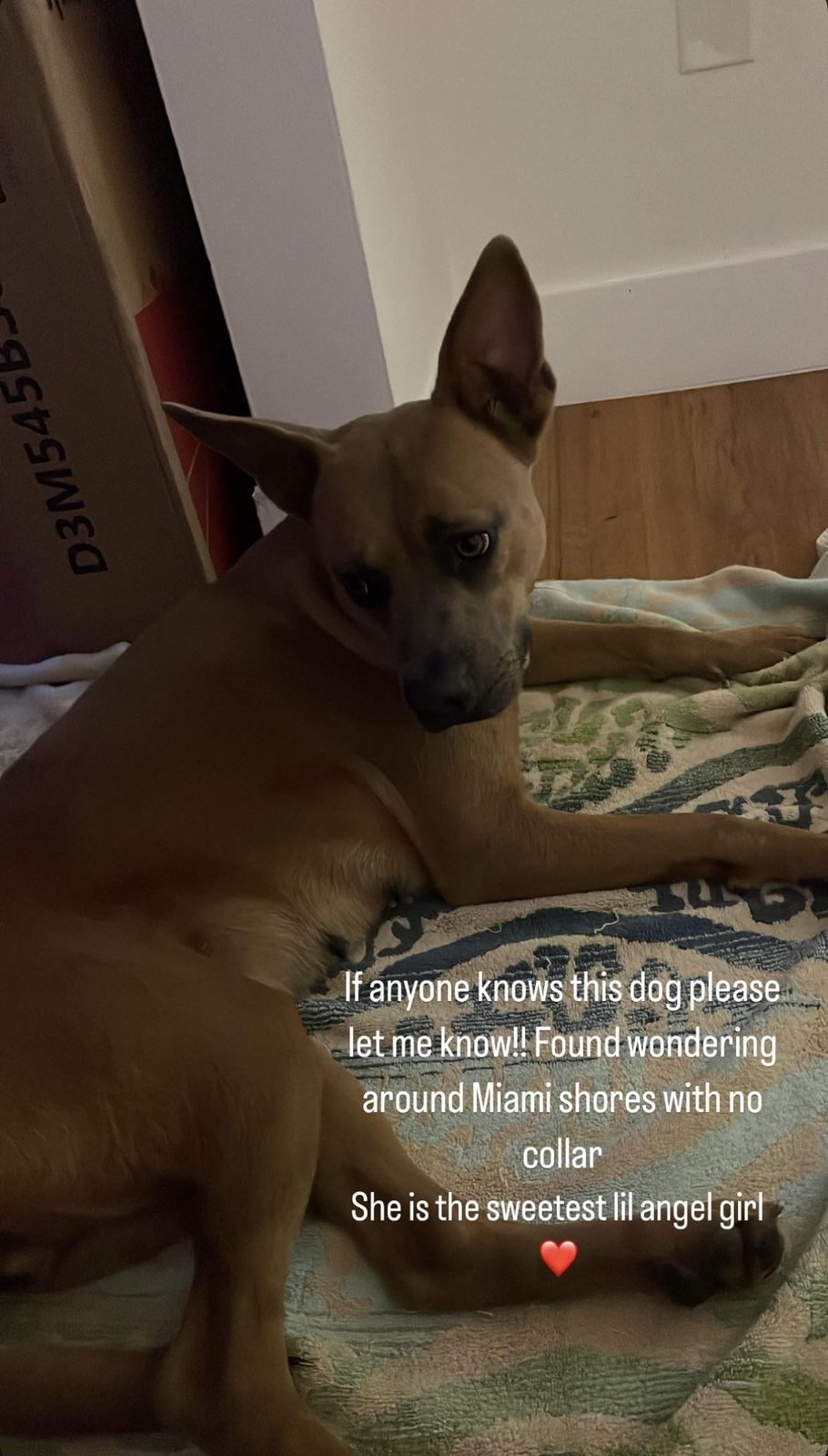Lost Dog in Miami, Florida — listing photo