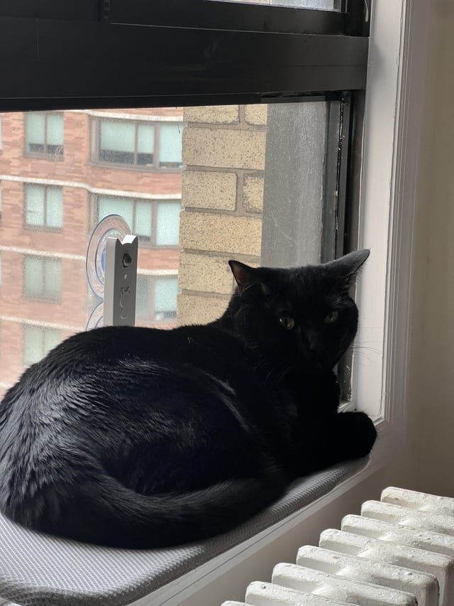 lost cat in New York, New York