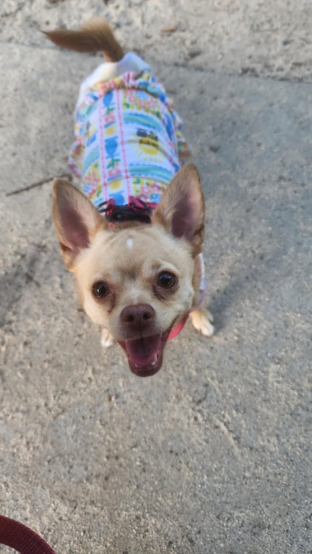 lost dog in Sacramento, California