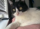 Lost Cat in El Paso, Texas — listing photo
