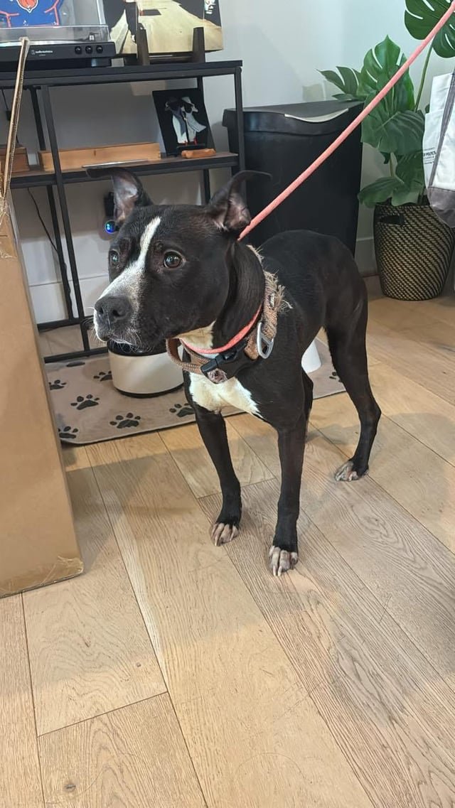 Lost Dog in Washington, District of Columbia — listing photo