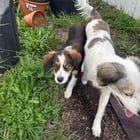 Found Dog in San Diego, California — listing photo