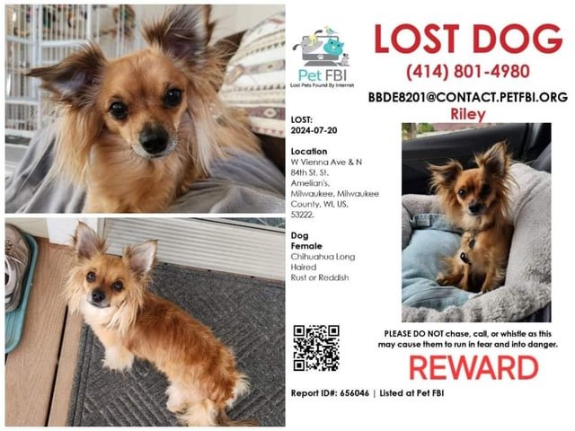 lost dog in Milwaukee, Wisconsin