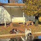Lost Dog in Charlotte, North Carolina — Group of dogs (possibly taken)