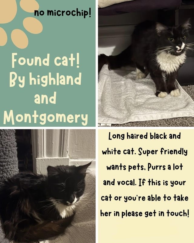 Found Pet in Cincinnati, Ohio — listing photo