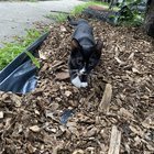 found cat in Baltimore, Maryland