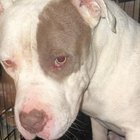 Found Dog in Kansas City, Missouri — My friend found this dog yesterday