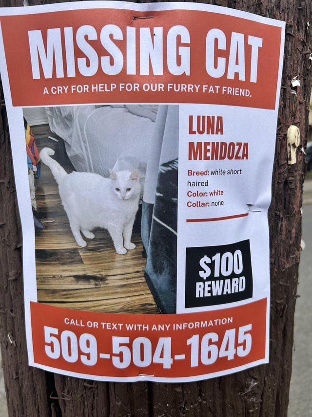 lost cat in Seattle, Washington