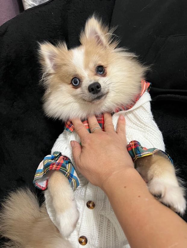 Lost Dog in Arlington, Texas — listing photo