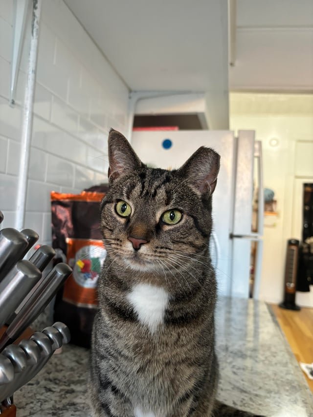 Lost Cat in K — Seeking foster or adopter for very sweet kitty