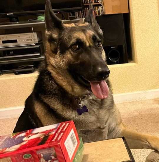 Lost Dog in Evans — listing photo