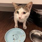 Found Cat in San Antonio, Texas — Stray kitten