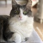 Lost Cat in Tampa, Florida — Grey and white cat missing