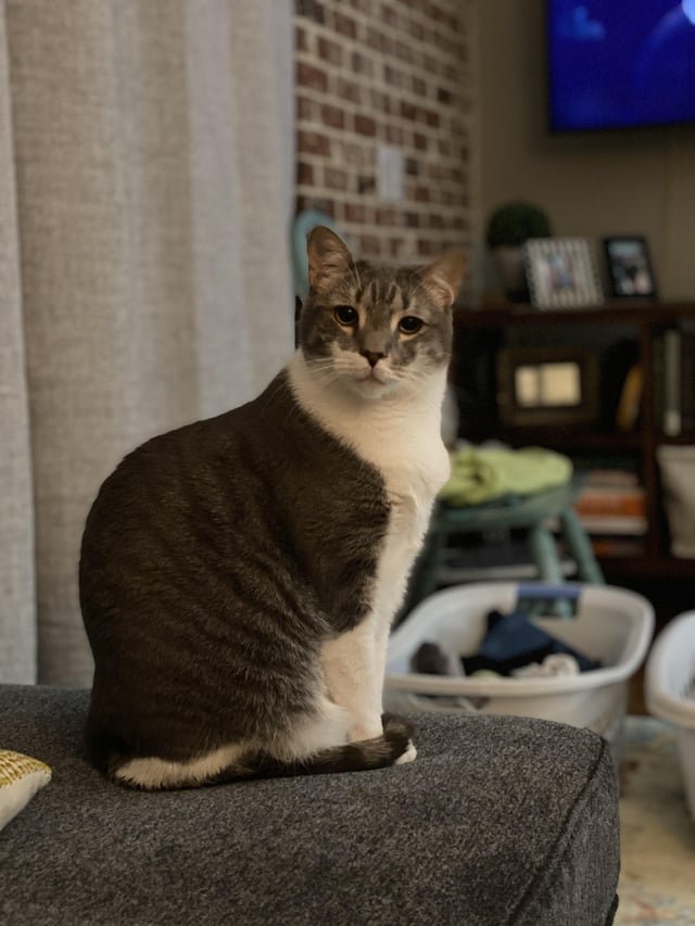 lost cat in K
