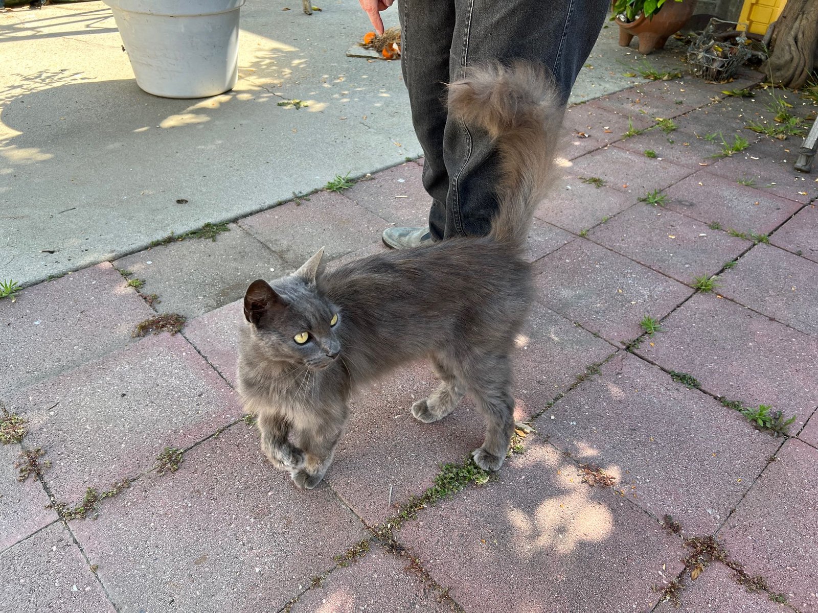Found Cat in Reseda — listing photo
