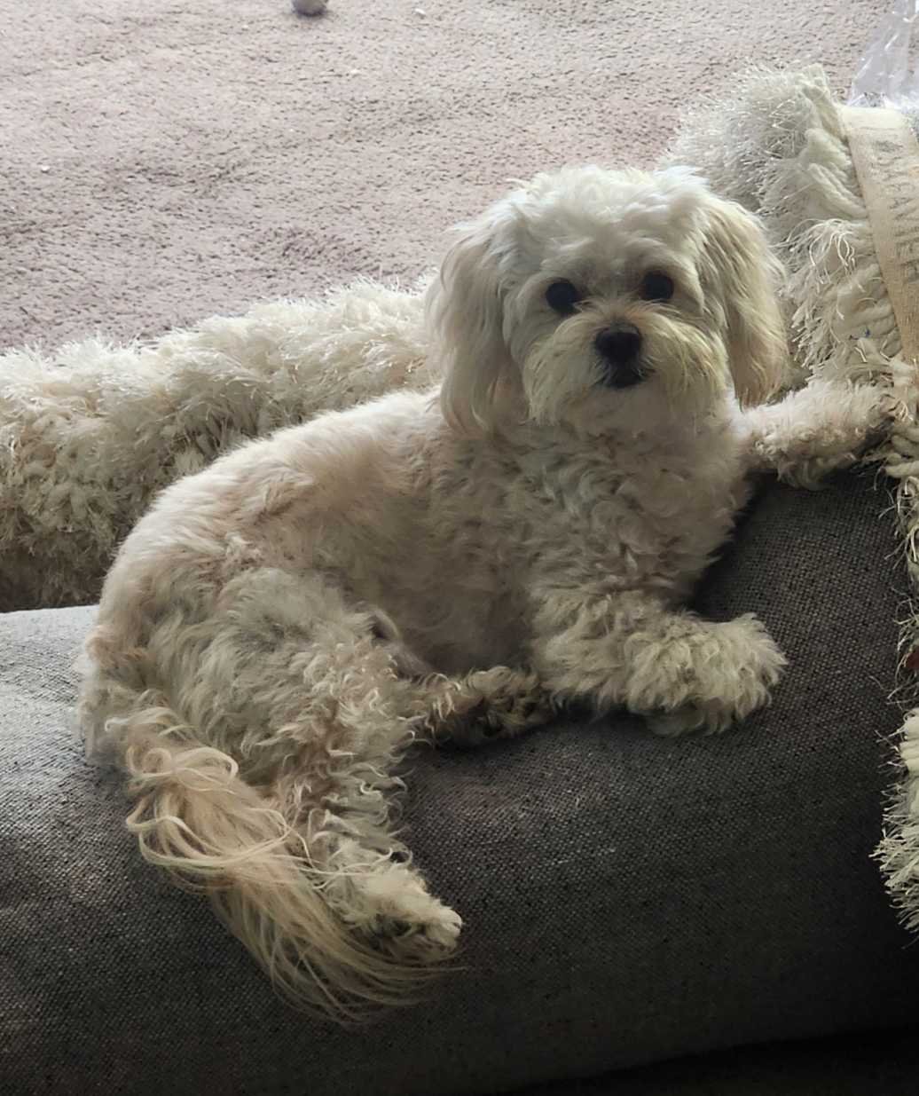 Lost Dog in Carmichael — listing photo