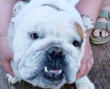Lost Dog in Clinton — listing photo