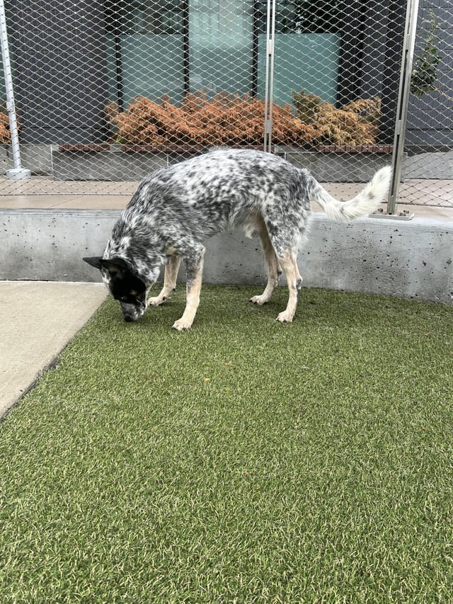 Lost Dog in New York, New York — listing photo