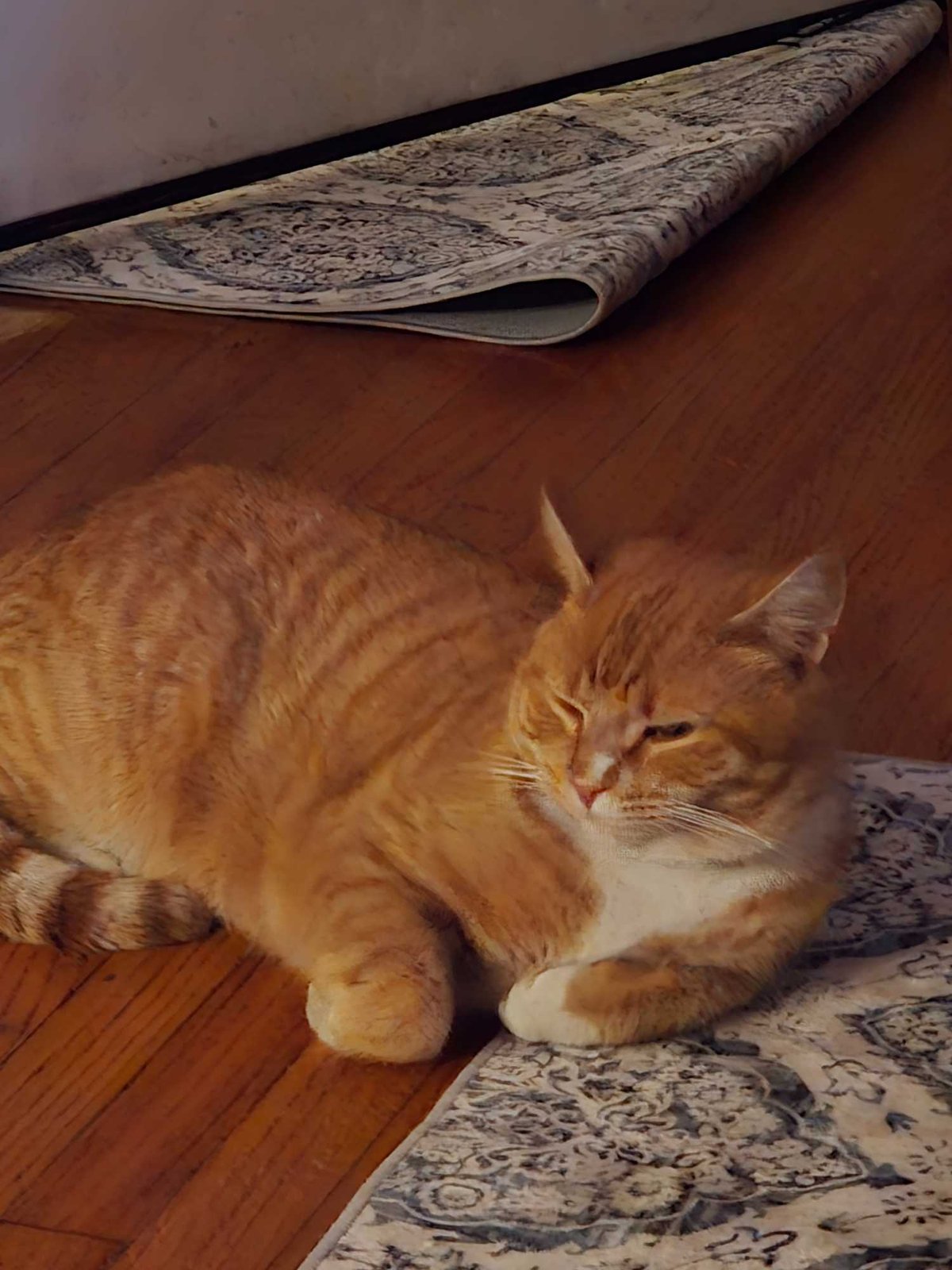 Lost Cat in Ontario, California — listing photo