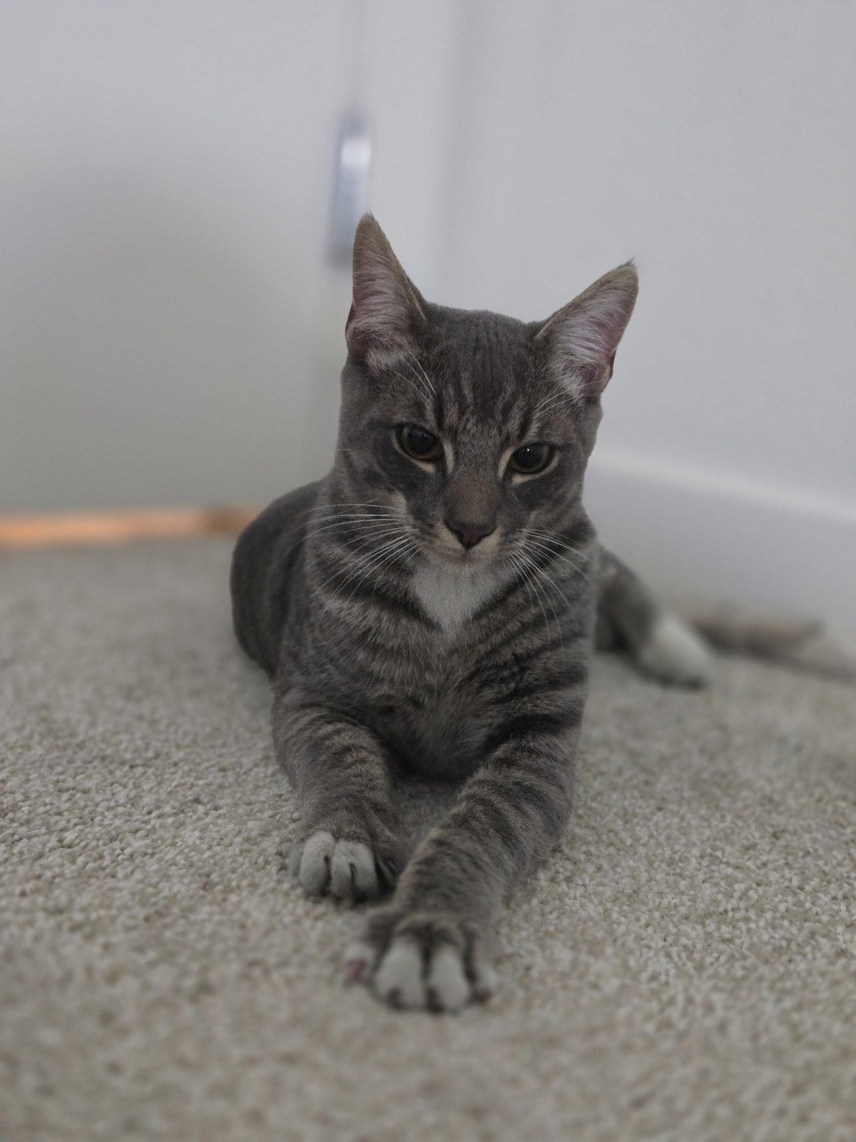 Lost Pet in San Jose, California — listing photo