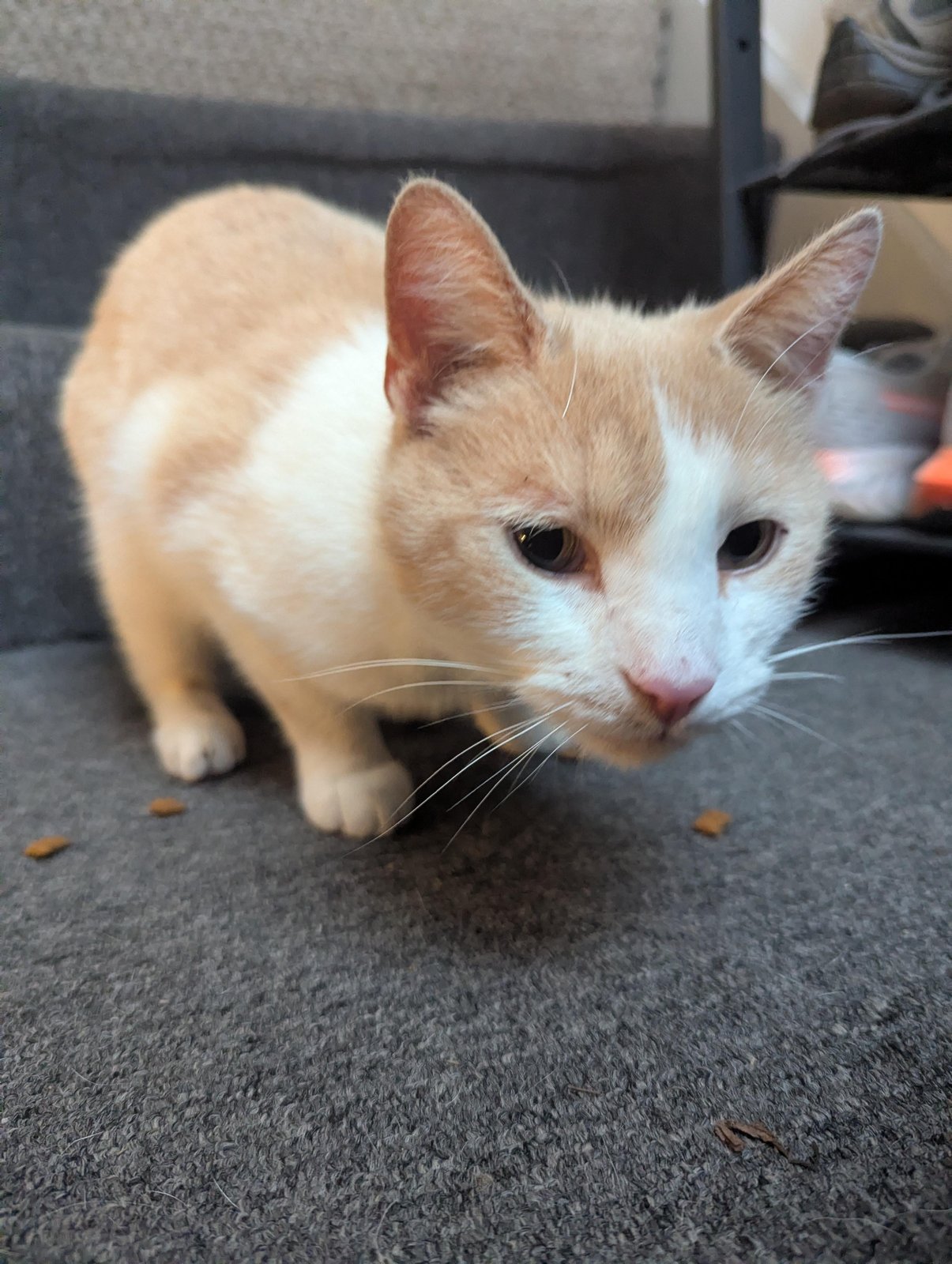 found pet in Pittsburgh, Pennsylvania