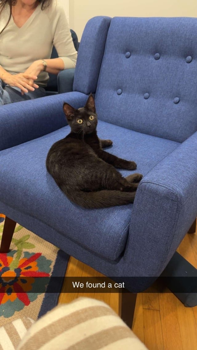 found cat in Providence, Rhode Island