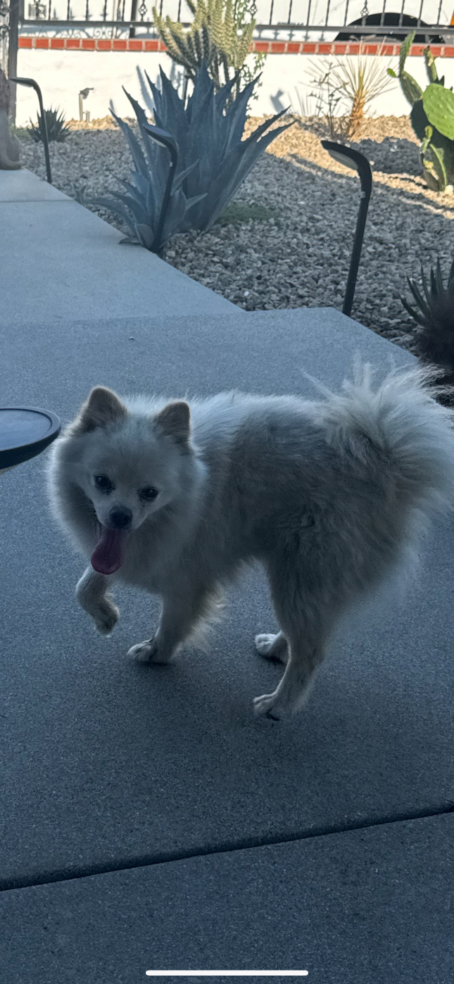 Lost Dog in Pomona, California — listing photo