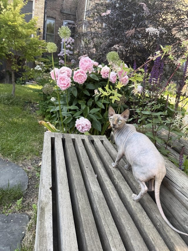 lost cat in Chicago, Illinois