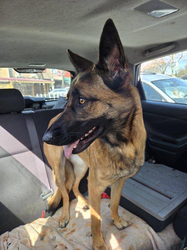 found dog in Bellingham, Washington