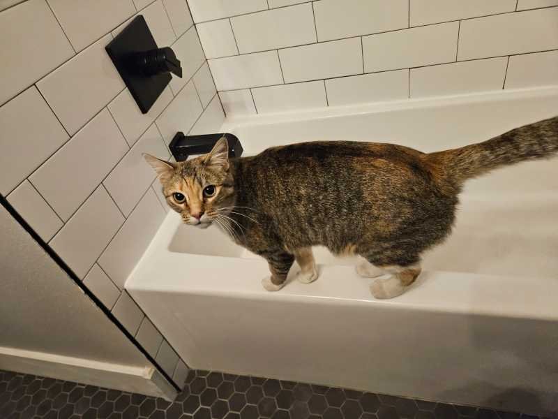 Lost Cat in Englewood — listing photo