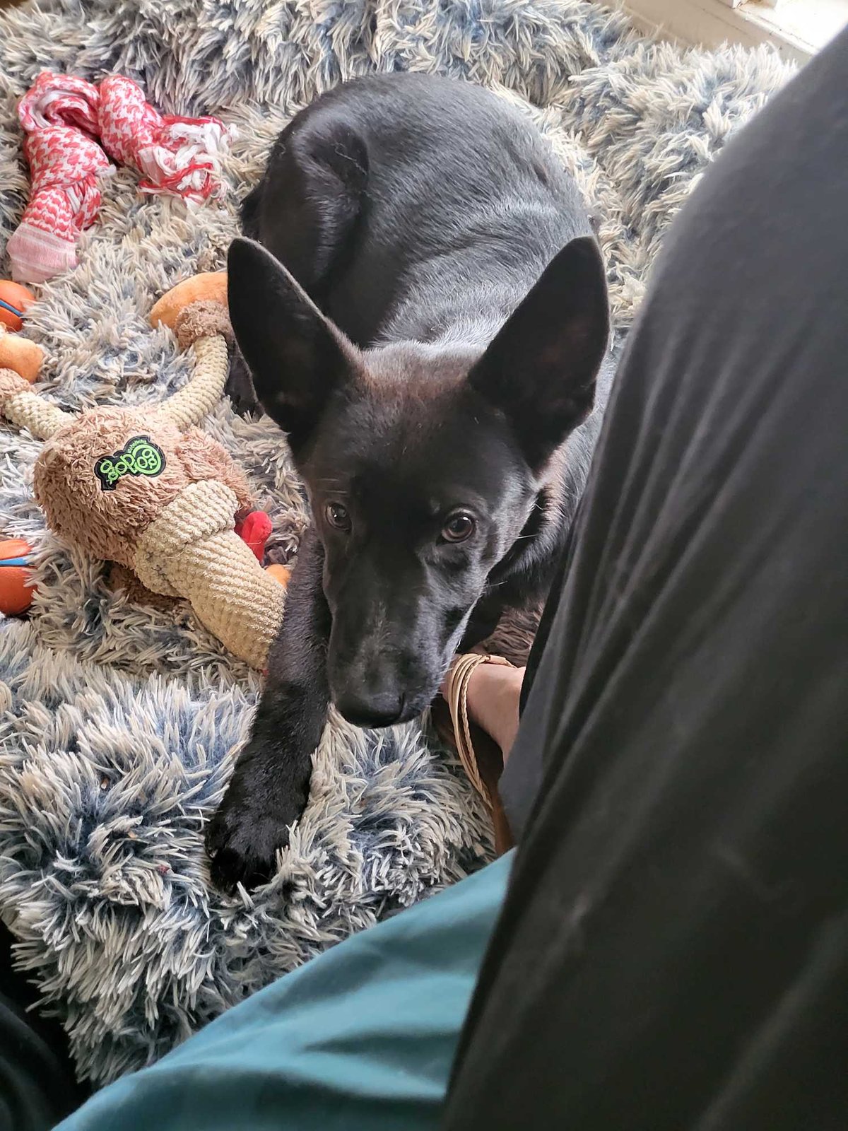 Found Dog in Fort Worth, Texas — listing photo