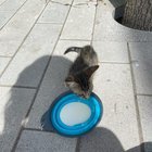 found cat in Houston, Texas