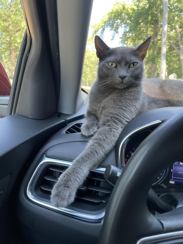 found cat in Providence, Rhode Island