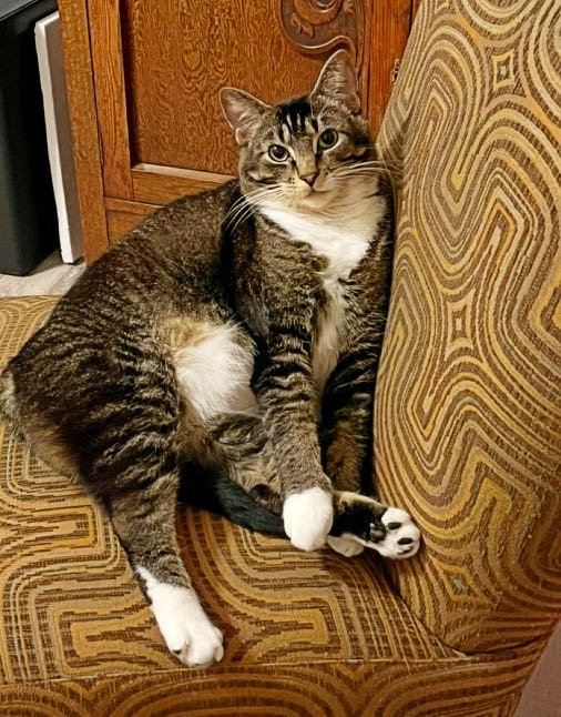 Lost Cat in Tualatin — listing photo
