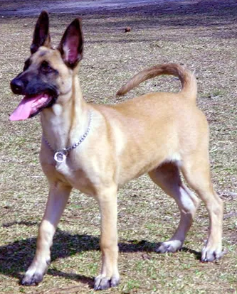 Lost Dog in Horizon City — listing photo