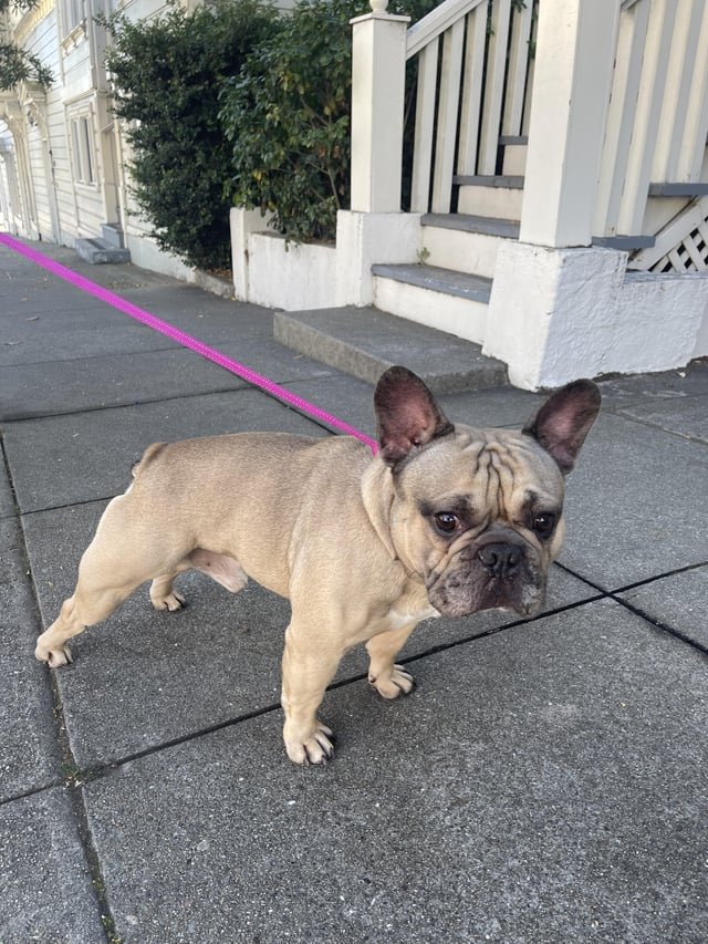 found dog in San Francisco, California