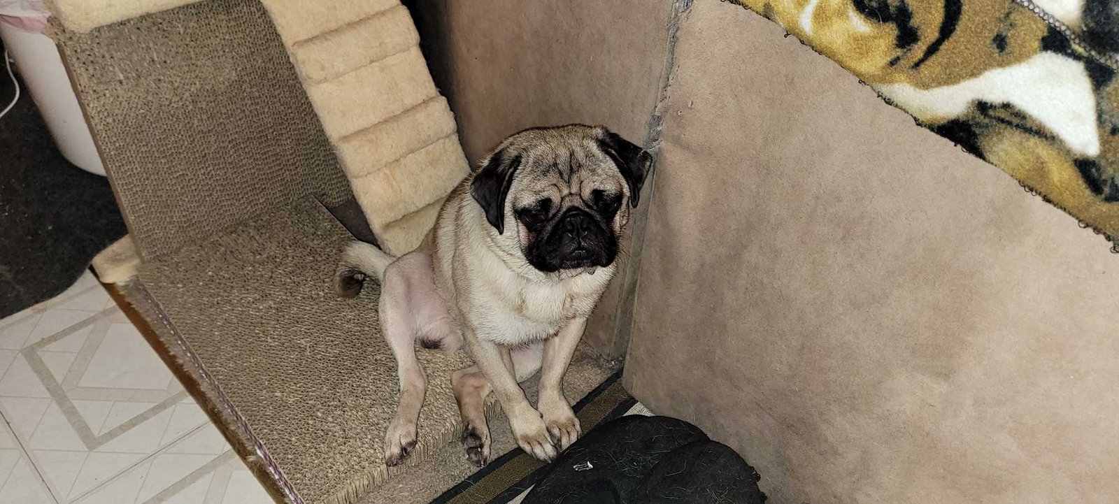 Found Dog in Anaheim, California — listing photo