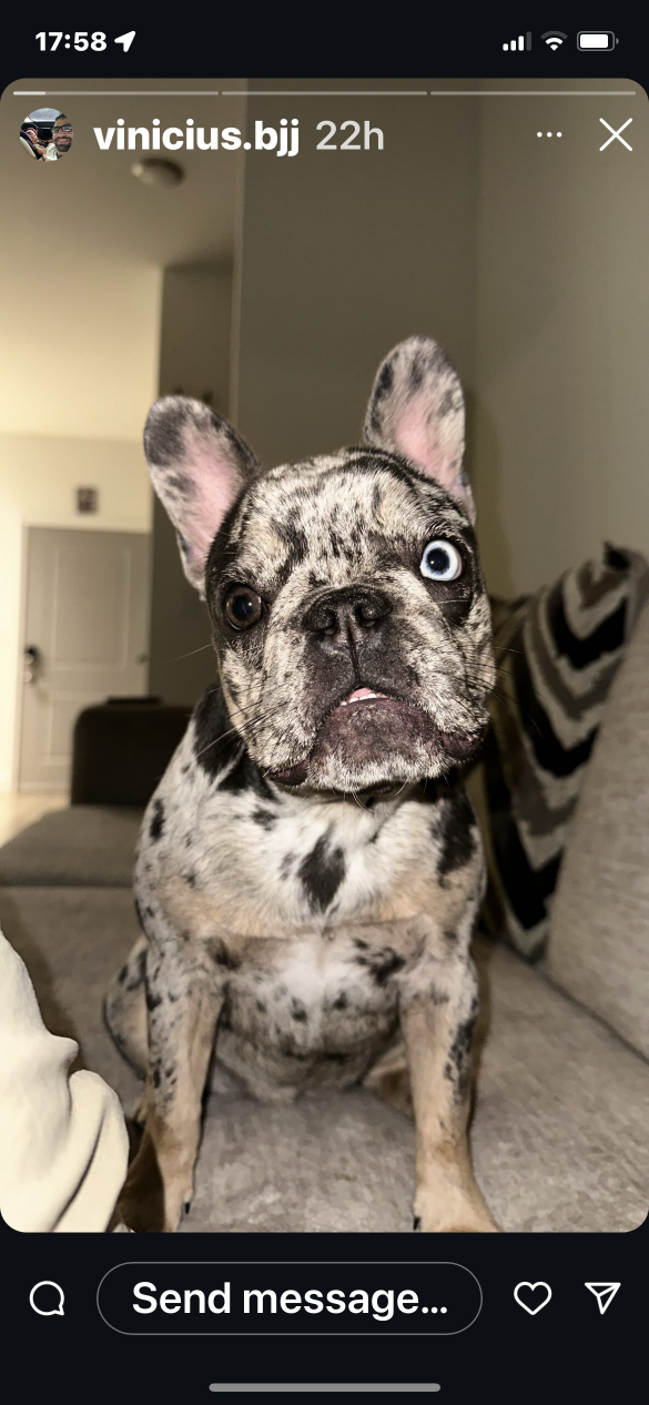 Lost Dog in Fuquay-Varina — listing photo