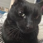 lost cat in Albuquerque, New Mexico