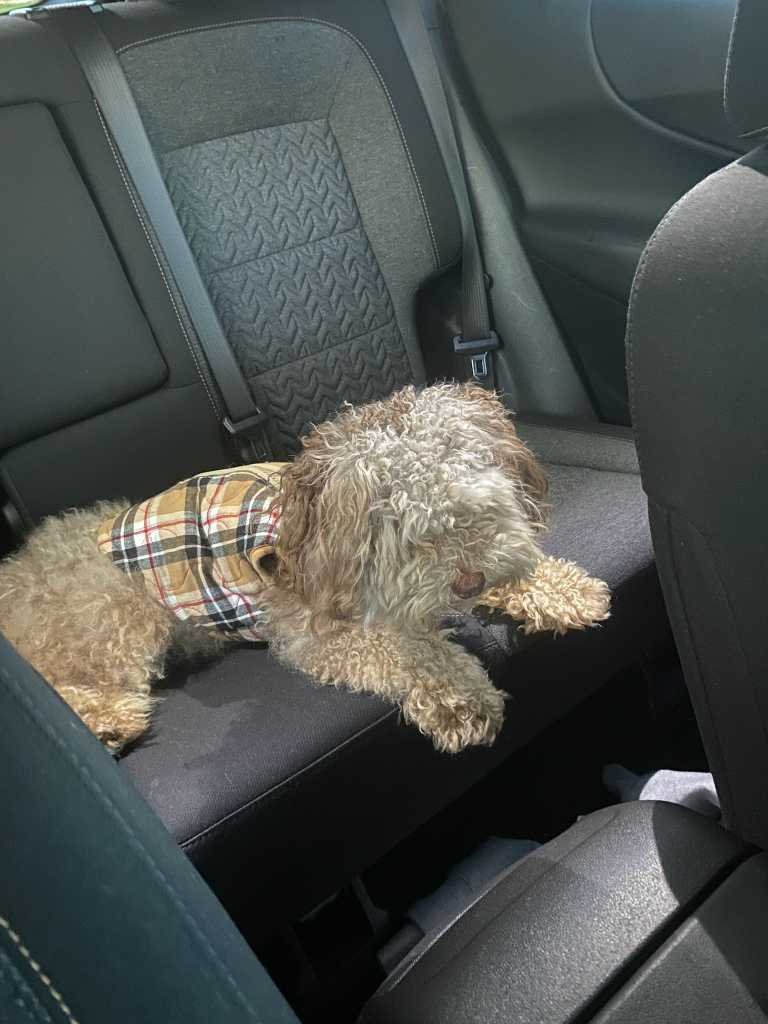 Lost Dog in Aurora, Colorado — listing photo
